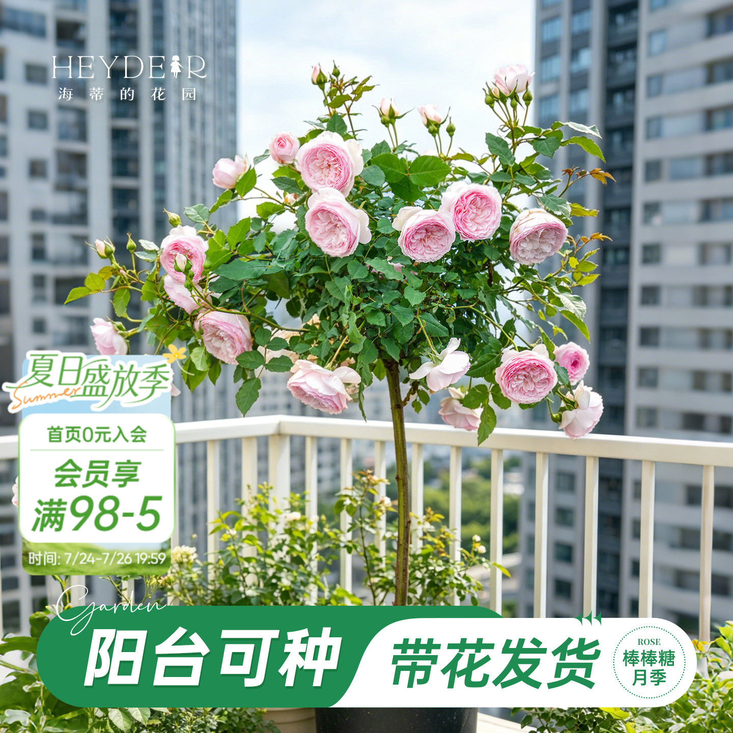海蒂的花园官方旗舰店棒棒糖月季花苗玫瑰花树苗阳台月季花盆栽