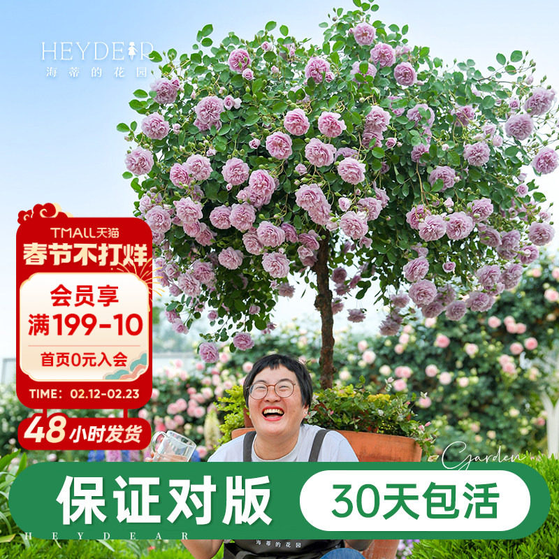 海蒂的花园旗舰店月季花苗蓝色阴雨粉色龙沙宝石爬藤月季大苗盆栽