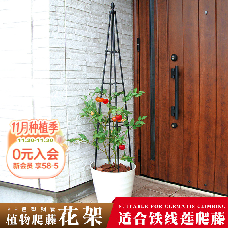 海蒂的花园 园之助四角花塔铁线莲月季阳台庭院爬藤花卉植物花架