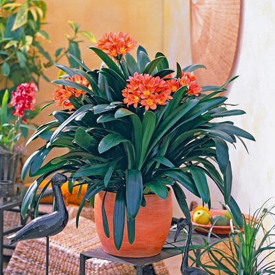 海蒂的花园庭院多年生草本植物