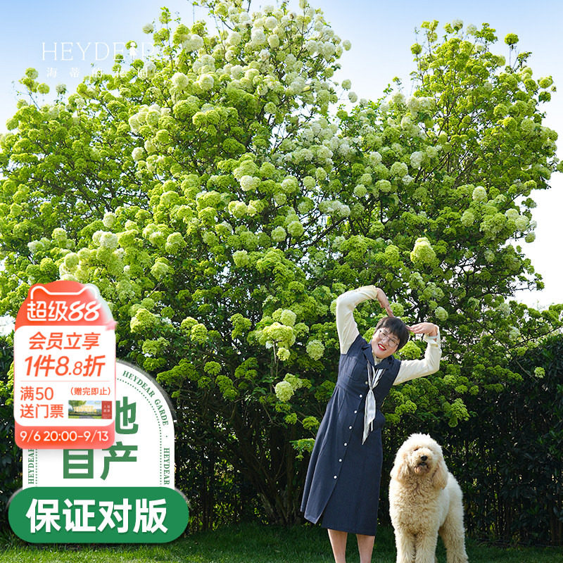 中华木绣球海蒂的花园图片