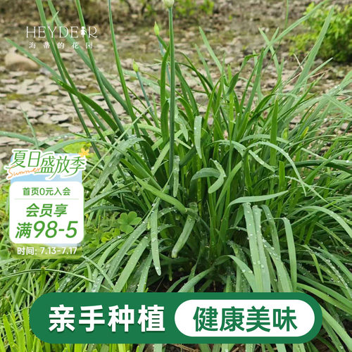 海蒂的花园 韭菜苗带土菜苗盆栽苗易养多年生家庭阳台庭院蔬菜苗