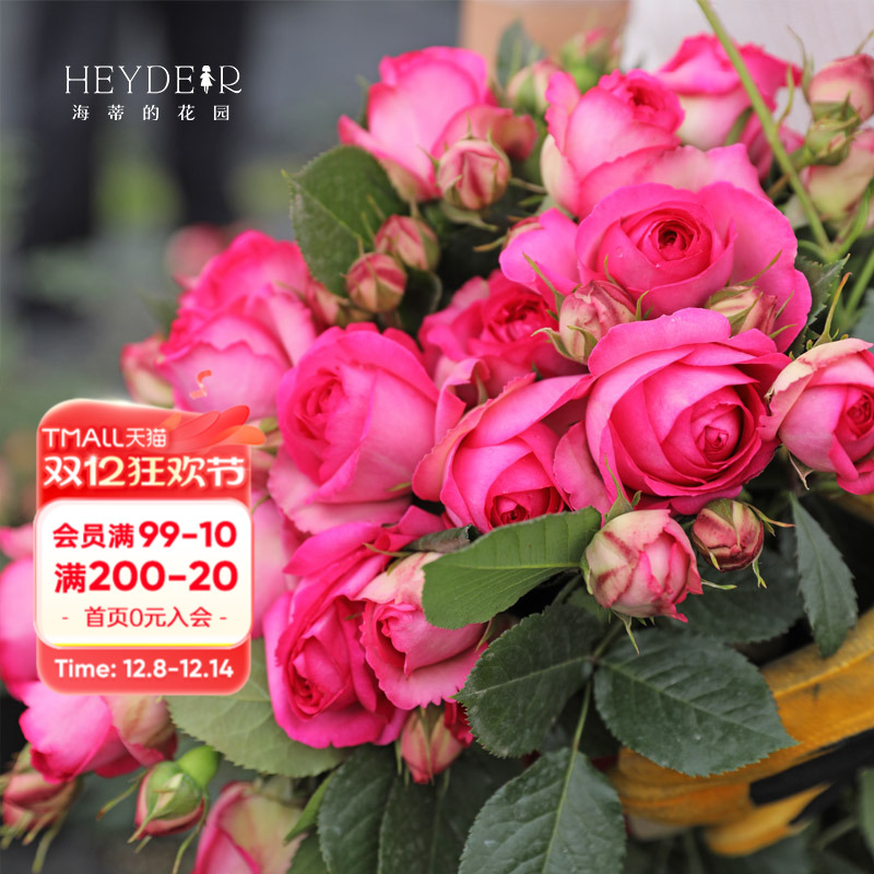 海蒂的花园龙沙宝石拱门爬藤月季