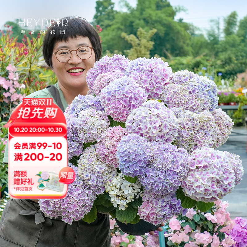 基地自产绣球花苗包对版