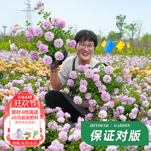 海蒂的花园蓝色阴雨月季