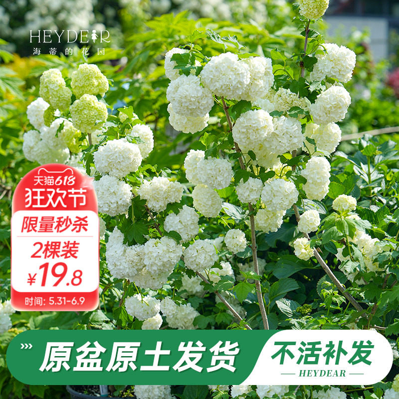 海蒂的花园旗舰店欧洲木绣球树苗庭院耐寒盆栽苗东北室外耐寒花卉