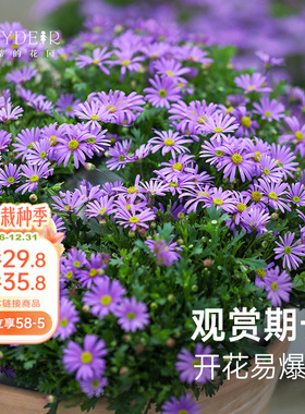 海蒂的花园旗舰店姬小菊花卉盆栽苗阳台庭院鲜花植物盆栽易活好养