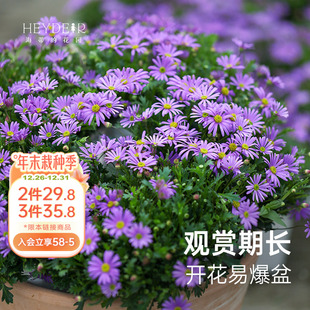 海蒂 花园旗舰店姬小菊花卉盆栽苗阳台庭院鲜花植物盆栽易活好养