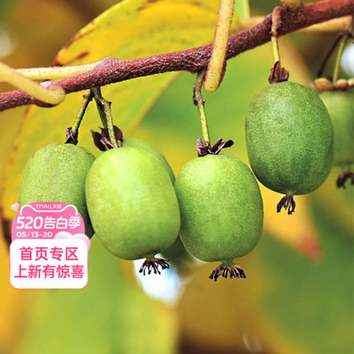 海蒂的花园旗舰店软枣猕猴桃多年生藤本植物爬藤果树水果苗盆栽苗