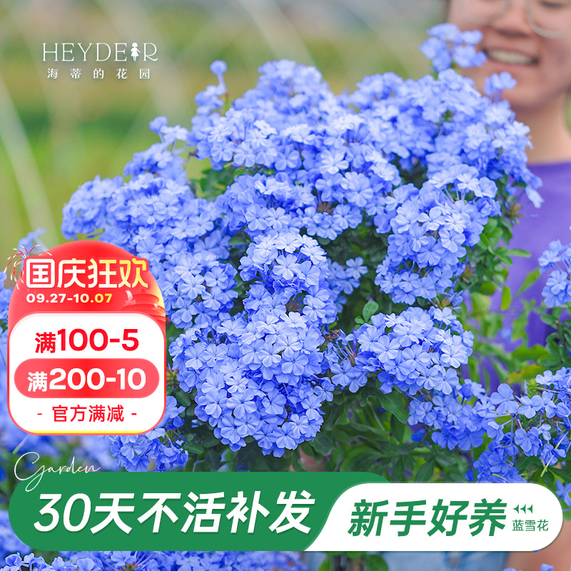 海蒂阳台蓝雪花海蒂的花园