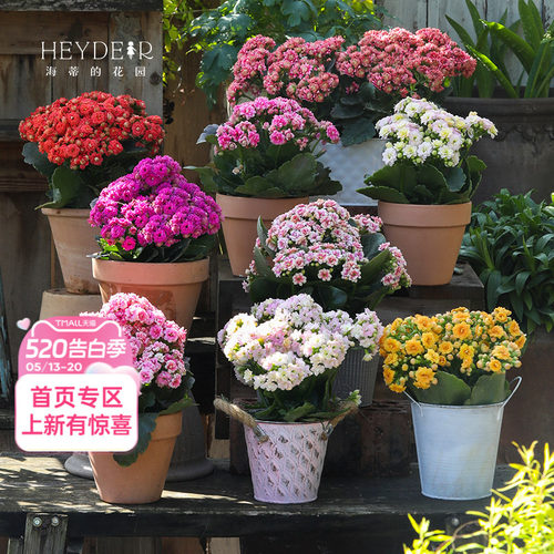 海蒂的花园官方旗舰店长寿花盆栽室内阳台桌面植物花卉带花苞发货