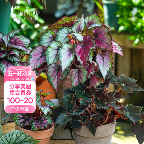 办公桌绿植室内栽种养护轻松