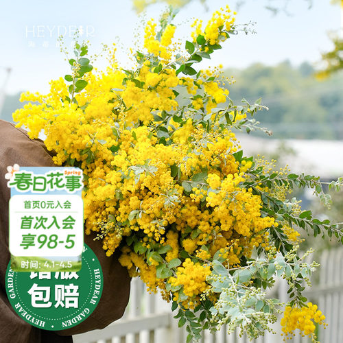 海妈家银叶金合欢冬季开花