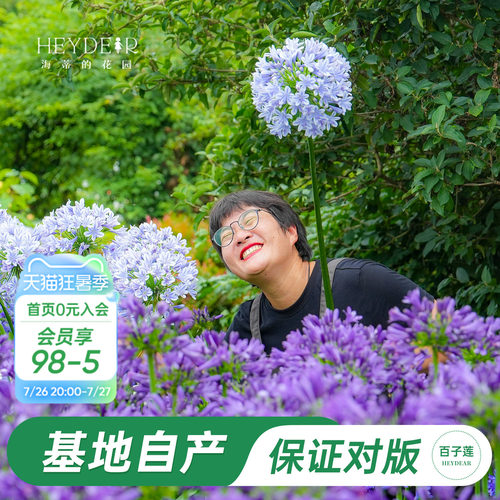草本植物花箭挺立花朵如球