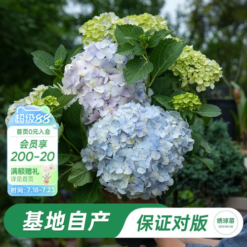 海蒂的花园好养阳台庭院木本花卉