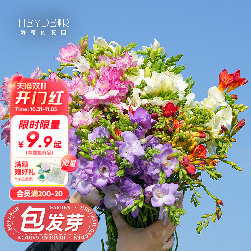 海蒂的花园香雪兰小苍兰球根花卉