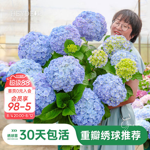 海蒂的花园重瓣绣球阳台庭院可种