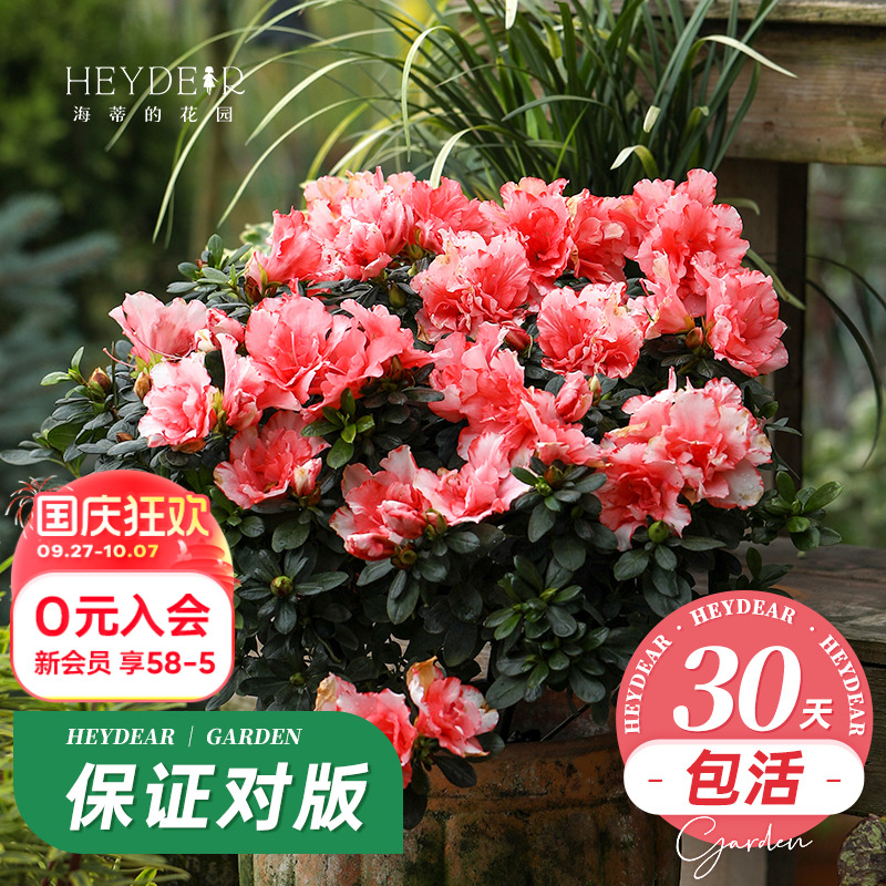 杜鹃茶花冬季开花花灌木