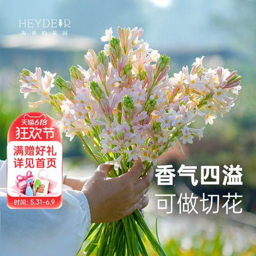 海蒂的花园晚香玉露台花卉植物