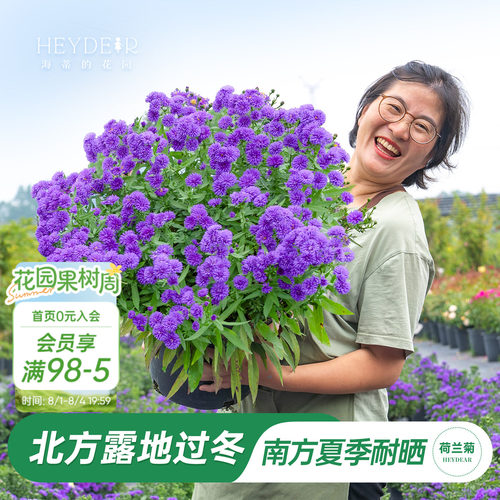 海妈家紫菀荷兰菊盆栽全国可种