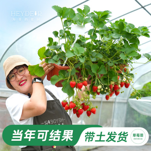 海蒂的花园草莓苗当年新苗