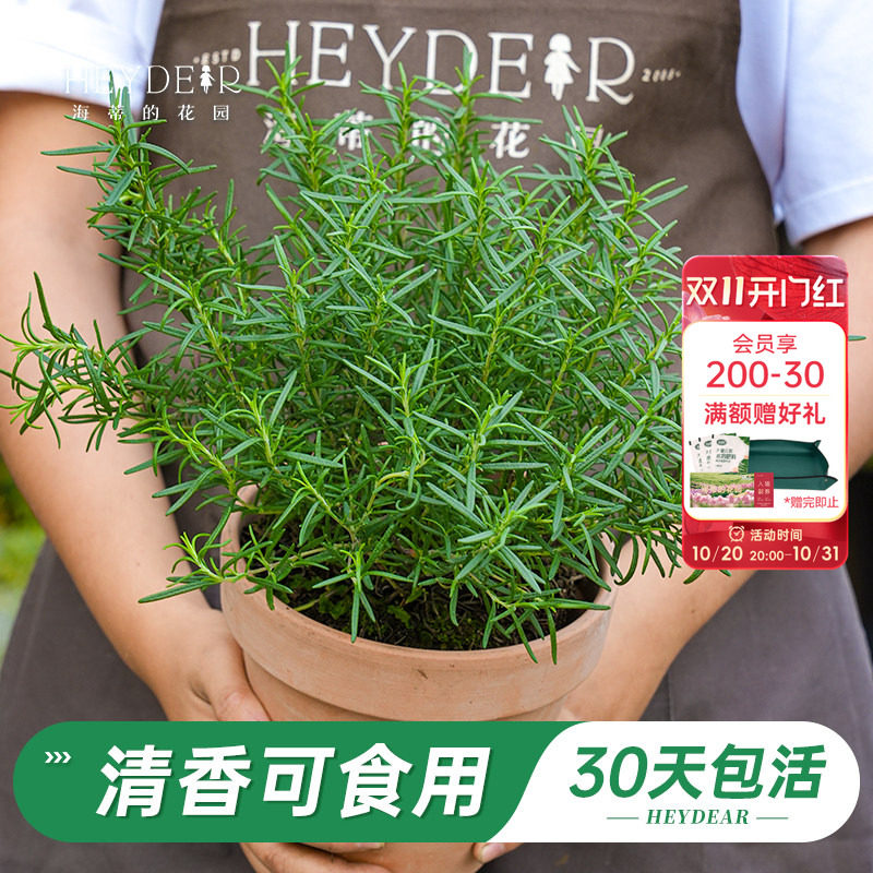 海蒂的花园旗舰店迷迭香香茅草盆栽可食用绿植苗新鲜牛排香料调料