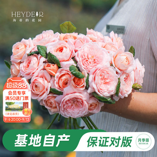 海妈家瑞典女王月季花苗