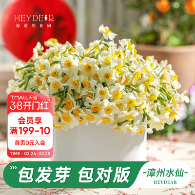 海蒂水仙花种球阳台窗台早春花卉