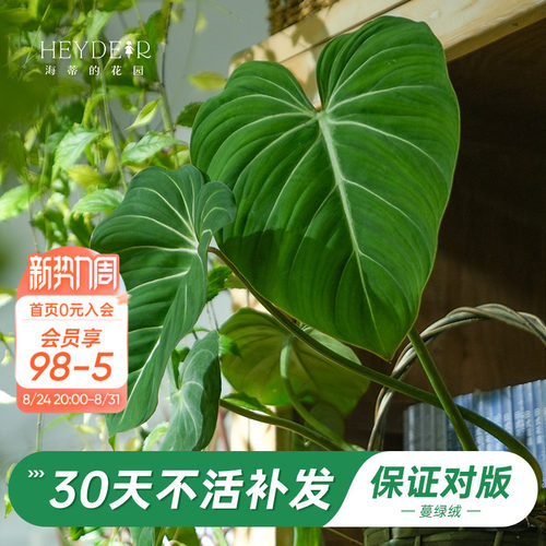 新晋网红绿植办公桌叶植物