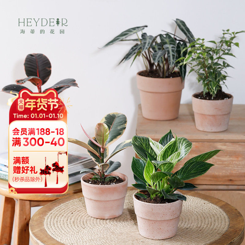 海蒂的花园旗舰店室内植物盆栽龟背竹铂金钻蔓绿绒桌面小绿植办公