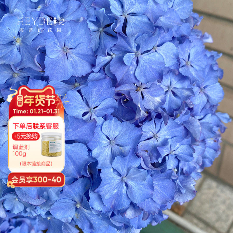 海蒂的花园 莱昂卷边大花绣球花苗阳台庭院多年生花卉植物盆栽苗,鲜花速递/花卉仿真/绿植园艺,绣球/木绣球/木本植物,淘宝优惠券,粉丝福利购,淘宝优惠卷
