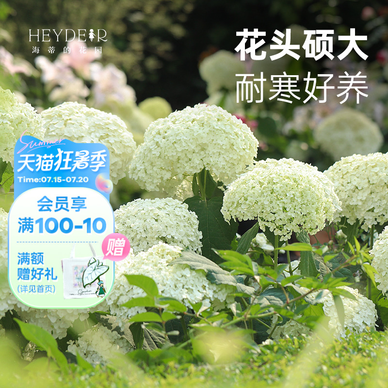 海蒂的花园旗舰店乔木绣球花苗无敌贝拉安娜绣球耐热耐寒花卉盆栽