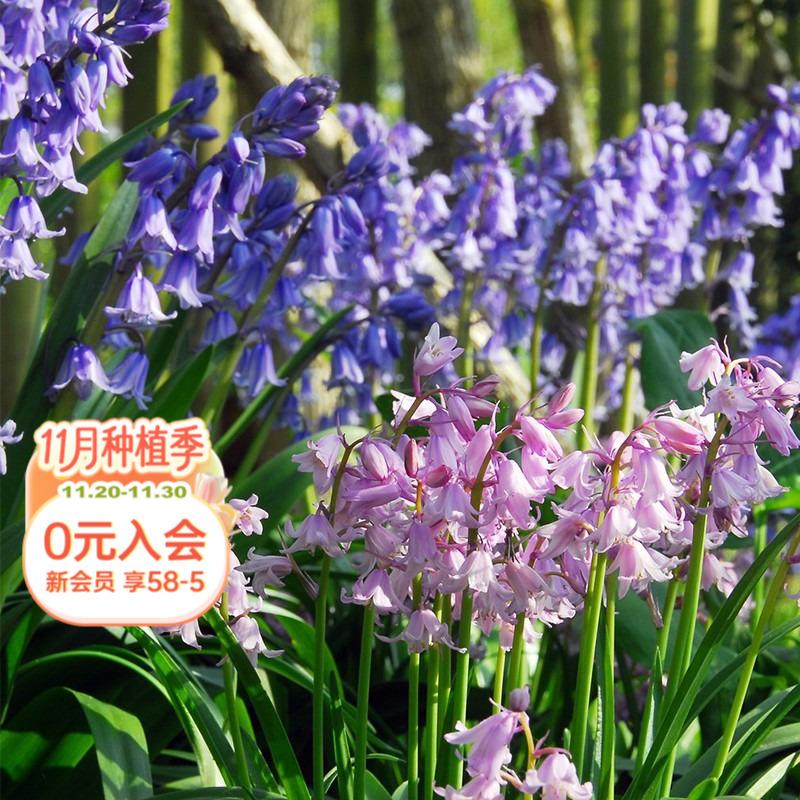 海蒂的花园蓝铃花种球