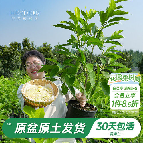 当年开花黄角兰树苗四季观叶好养