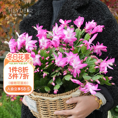 海蒂的花园蟹爪兰室内花卉盆栽