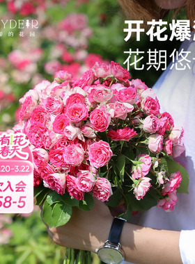 海蒂的花园 胭脂扣藤本丰花月季花墙拱门栅栏阳台爬藤花卉盆栽苗