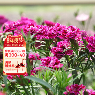 海蒂的花园旗舰店石竹盆栽苗阳台庭院景观花卉耐寒好养植物花卉