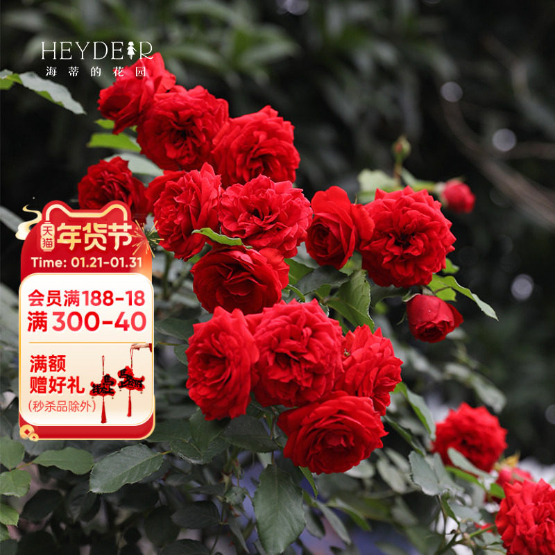 海蒂的花园 红苹果月季红色多头开花勤花阳台庭院植物花卉盆栽苗,鲜花速递/花卉仿真/绿植园艺,月季/蔷薇/玫瑰,淘宝优惠券,粉丝福利购,淘宝优惠卷