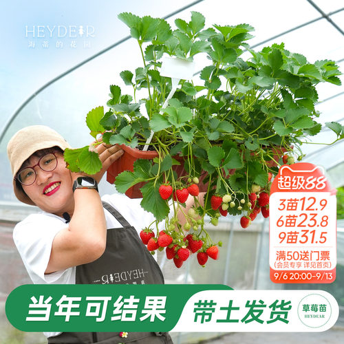 海蒂的花园草莓苗当年新苗