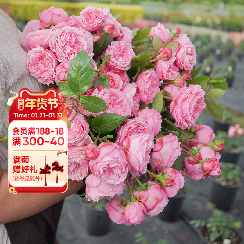 海蒂的花园旗舰店月季京微型直立勤花丰花灌木月季花卉盆栽植物苗,鲜花速递/花卉仿真/绿植园艺,月季/蔷薇/玫瑰,淘宝优惠券,粉丝福利购,淘宝优惠卷