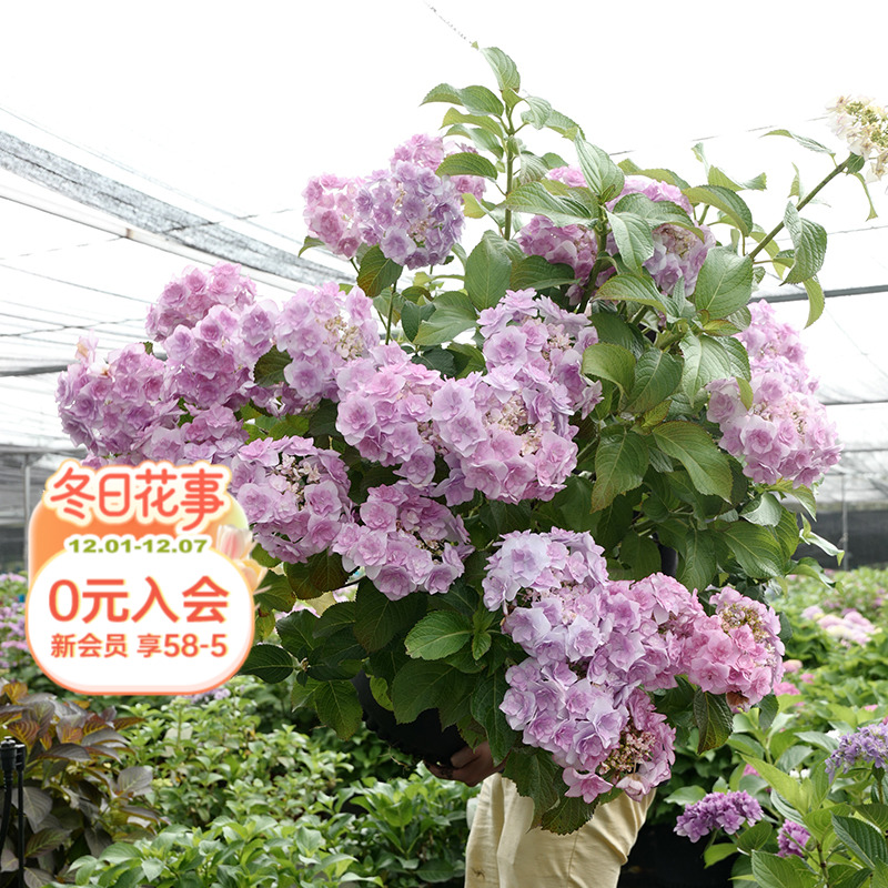 惠子小姐重瓣大花绣球海蒂的花园