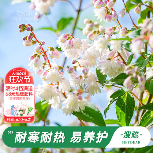 海蒂的花园溲疏铃铛庭院盆栽苗