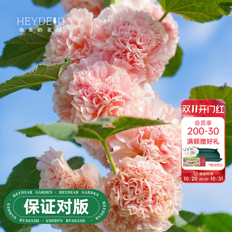 海蒂的花园旗舰店重瓣蜀葵桃子与梦蜜桃乌龙庭院花卉植物盆栽苗