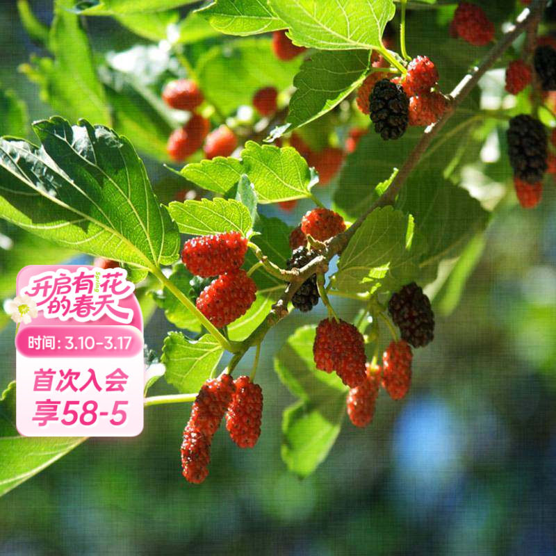 海蒂的花园桑葚树苗台湾长果桑白玉王好养水果苗南北方种植盆栽苗