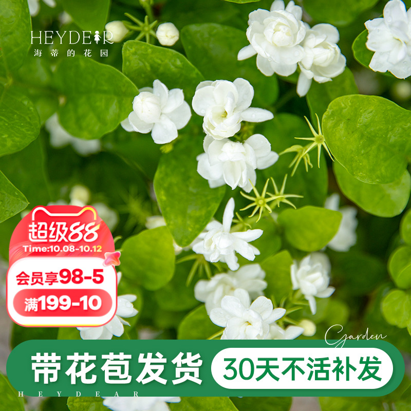 带花苞茉莉花30天养死包赔