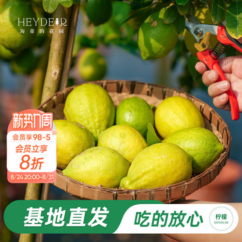 香水柠檬树树苗植物盆栽