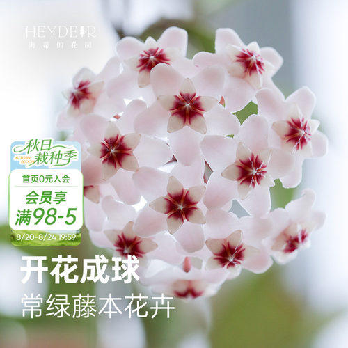 球兰耐阴开花植物花卉