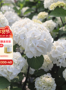 海蒂的花园 大花绣球黑金刚白色红色分枝好阳台庭院盆栽花卉植物