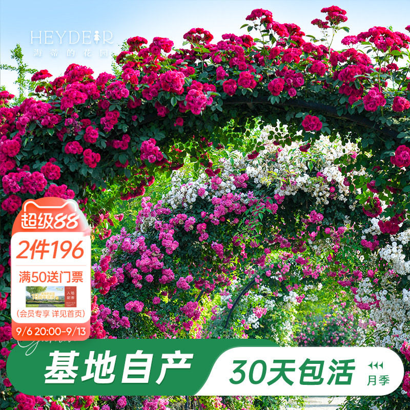 海蒂的花园旗舰店爬藤月季长藤苗花卉盆栽大苗蓝色阴雨藤本植物