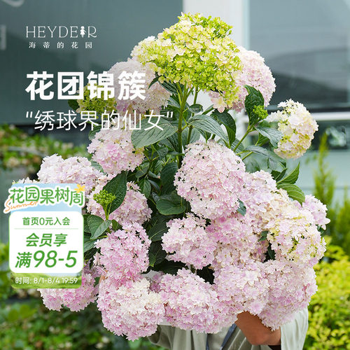 海蒂的花园旗舰店大花绣球万华镜